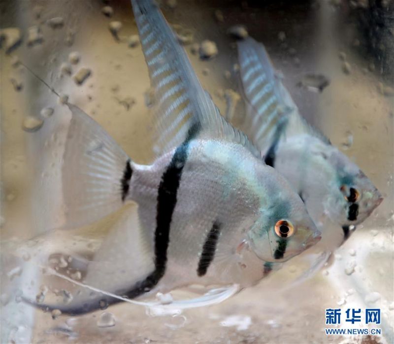 这是张忠堡村村民李国鹏养殖的观赏鱼（8月4日摄）。 新华社记者 姚剑锋 摄