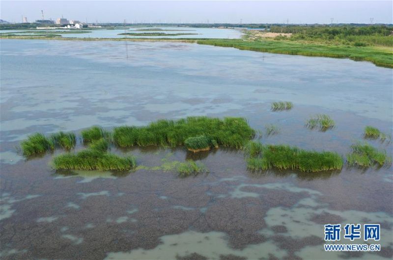 7月16日拍摄的镇赉环城国家湿地公园（无人机照片）。 镇赉环城国家湿地公园位于吉林西部，处于松嫩平原草甸草原向内蒙古高原典型草原的过渡地带。湿地公园总面积2785.29公顷，广阔的水域以及多种植被和湿地类型，为众多鸟类提供了充足的食物来源和良好的栖息环境。据统计，湿地公园内现有鸟类112种，其中国家Ⅰ级保护鸟类7种，国家Ⅱ级保护鸟类30种。 新华社记者 林宏 摄1
