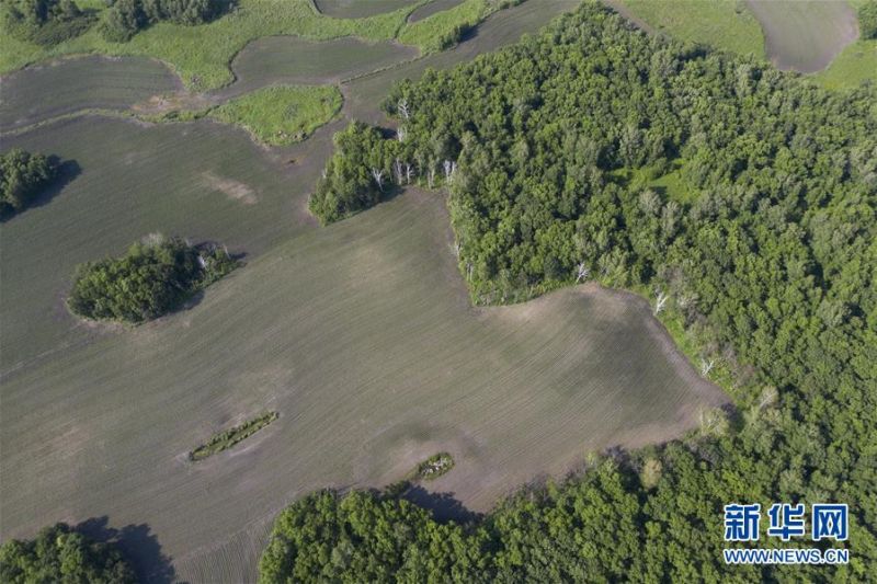 这是7月4日在黑龙江垦区五大连池农场拍摄的绿色田野（无人机照片）。 正值夏日，在黑龙江垦区五大连池农场，万亩耕地的美丽线条和苍翠的林地相互映衬，构成了一幅壮观的绿色画卷。 新华社记者 谢剑飞 摄1