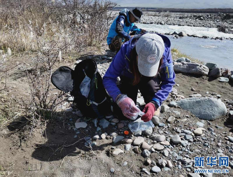 科研团队在野外采集荒漠猫的粪便(5月21日摄)。新华社发