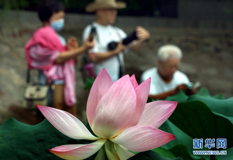 6月30日，市民在河南郑州紫荆山公园内拍摄荷花。新华社记者 李安 摄