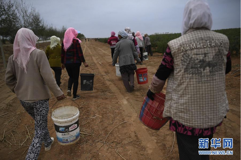 采摘工下车后走向枸杞地，开始一天的采摘工作（6月30日摄）。新华社记者 王鹏 摄