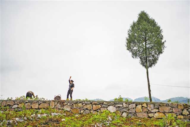     彭水三義鄉(xiāng)蓮花村，村民在地里辛勤勞作。去年，三義鄉(xiāng)建卡貧困戶人均可支配收入增至9742元，增幅高于全縣平均水平。