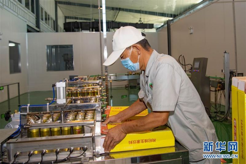 7月13日，在位于新疆精河县托里镇的一家枸杞深加工企业，工人在打包枸杞维生素饮料。 近日，新疆精河县10万余亩枸杞陆续成熟，当地农民抢抓农时，采收枸杞。近年来，精河县持续发展和培育枸杞“红色产业链”，加大资金扶持力度，提升精河枸杞的品牌效应，带动农民增收致富。 精河县位于新疆天山山脉北麓，准噶尔盆地西南边缘。当地日照时间长、昼夜温差大且气候干燥，有利于枸杞果实糖分和药用成分积累。 新华社记者 胡虎虎 摄