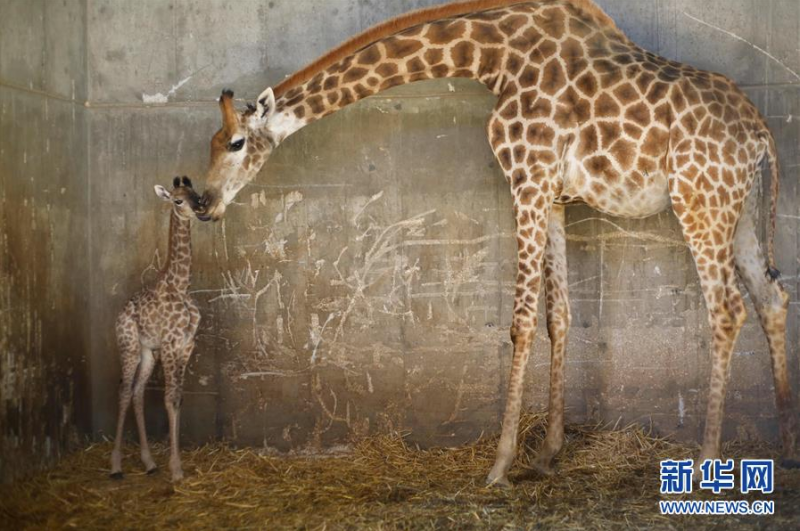 7月1日，耶路撒冷动物园一只两周大的长颈鹿宝宝和妈妈在一起。 新华社发（吉尔·科恩·马根 摄）