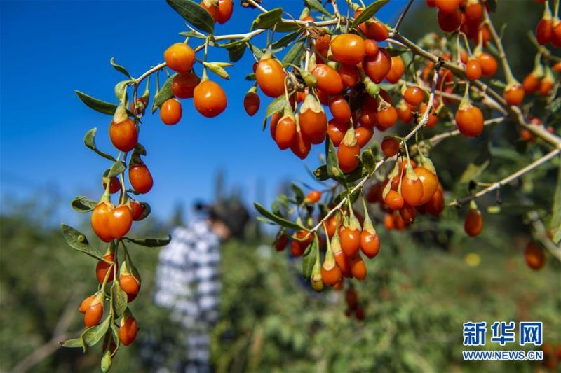 7月13日在新疆精河县托里镇一处枸杞种植园拍摄的成熟枸杞。 近日，新疆精河县10万余亩枸杞陆续成熟，当地农民抢抓农时，采收枸杞。近年来，精河县持续发展和培育枸杞“红色产业链”，加大资金扶持力度，提升精河枸杞的品牌效应，带动农民增收致富。 精河县位于新疆天山山脉北麓，准噶尔盆地西南边缘。当地日照时间长、昼夜温差大且气候干燥，有利于枸杞果实糖分和药用成分积累。 新华社记者 胡虎虎 摄