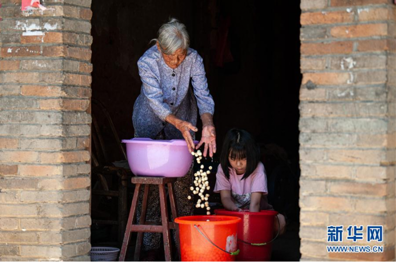 8月3日，在福建南平后畲村，暑期在家的孩子帮长辈清洗莲子。 眼下，福建省南平市建阳区的白莲进入收获季，当地莲农忙着采摘莲子，对产品进行保鲜、烘干等加工。近年来，当地大力发展“荷花经济”，走乡村振兴特色产业致富之路，带动村民增收致富。 新华社发（伊凡 摄）