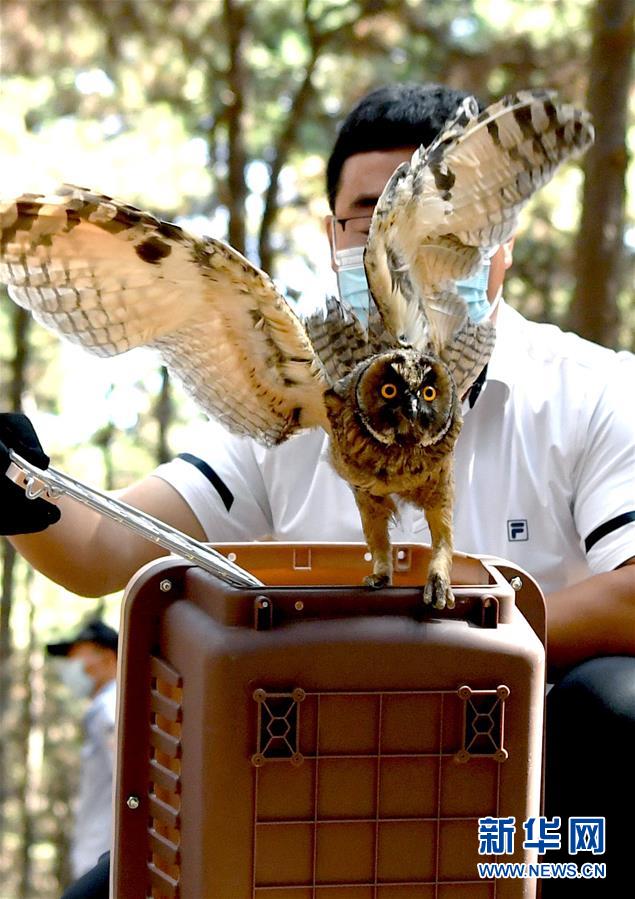 7月1日，吉林省野生动物救护繁育中心工作人员放飞一只长耳鸮。 新华社记者 林宏 摄