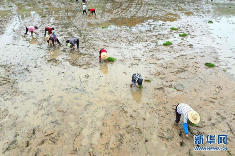 7月14日，在湖南省澧县金罗镇界岭村，农民在田间抢插晚稻秧苗（无人机照片）。 6月下旬以来，湖南省部分地区持续出现强降水，农作物不同程度受灾，当地农民积极进行生产自救，抢插水稻，降低灾害损失。 新华社发（柏依朴 摄）