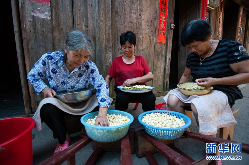 8月3日，福建南平后畲村农户在剥莲子。 眼下，福建省南平市建阳区的白莲进入收获季，当地莲农忙着采摘莲子，对产品进行保鲜、烘干等加工。近年来，当地大力发展“荷花经济”，走乡村振兴特色产业致富之路，带动村民增收致富。 新华社发（伊凡 摄）