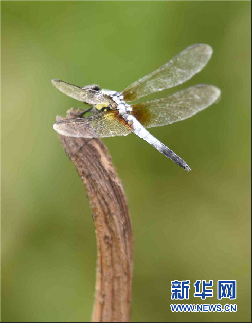   7月2日，一只蜻蜓伫立在荷杆上。