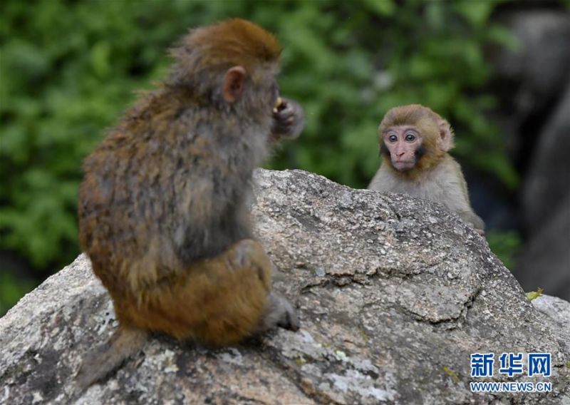 西藏山南达古峡谷风景区的藏猕猴（7月28日摄）。 达古峡谷位于西藏山南市，谷内有雅鲁藏布江大转弯，风景优美，气候宜人，是野生藏猕猴栖息地。 新华社记者 李键 摄