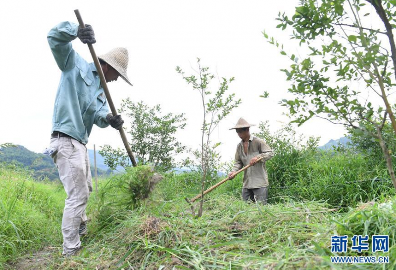 6月23日，农户在政和县铁山镇江上村的蓝莓果园除草。 近年来，福建省政和县努力打造“一村一品”农业工程，加快发展乡村特色产业，巩固脱贫成果，助力乡村振兴。 新华社记者 林善传 摄