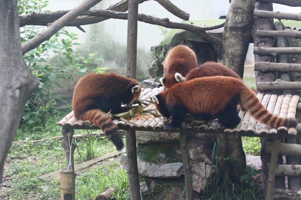 　为小熊猫准备的粽子是熊猫特制谷物料、胡萝卜、苹果馅的。