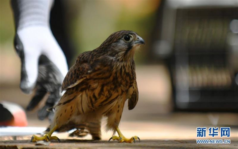 这是7月1日在放飞活动上拍摄的一只红隼。 新华社记者 林宏 摄