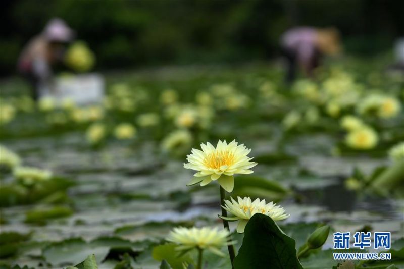 　8月5日，在广西柳州市柳北区石碑坪镇下陶村，村民在采摘九品香水莲花。 近日，柳州市柳北区石碑坪镇下陶村种植的九品香水莲花进入丰产期，村民忙采摘、加工莲花。近年来，为了提升经济效益，柳北区石碑坪镇将水田进行资源整合，打造九品香水莲花种植基地，并对花朵进行加工，制成莲花茶，提升了经济效益，成为农民脱贫致富的新途径。 新华社发（黎寒池 摄）