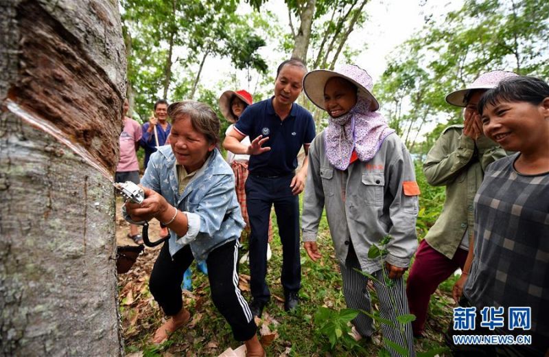7月15日，琼中县什运乡便文村贫困户在技术人员指导下试用电动割胶刀。 当日，海南琼中黎族苗族自治县什运乡为542名贫困户免费发放电动割胶刀，割胶刀研发单位为贫困户提供使用技能培训。 海南有着丰富的天然橡胶资源，但传统胶刀的割胶技术要求高，农民难以掌握，许多胶林闲置。电动割胶刀使割胶简单易学，帮助村民提高割胶效率，助力脱贫增收。 新华社记者 郭程 摄