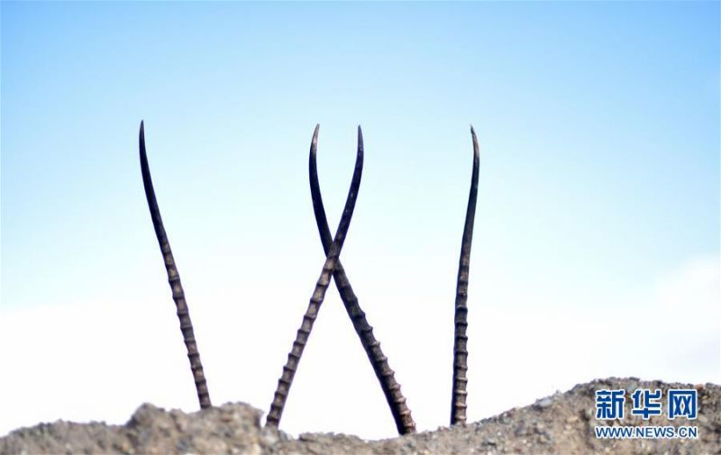 　7月17日在西藏尼玛县荣玛乡附近拍摄的藏羚羊公羊的角。 2000年，西藏羌塘自然保护区晋升为国家级自然保护区。20年来，经过西藏各级各部门的不懈努力，羌塘国家级自然保护区内的重点保护野生动物种群数量明显增加，其中，藏羚羊种群数量由原来的5至7万只，恢复到目前的15万只以上。羌塘国家级自然保护区核心地带的西藏尼玛县荣玛乡附近，目前就有近6万只藏羚羊。 新华社记者 觉果 摄