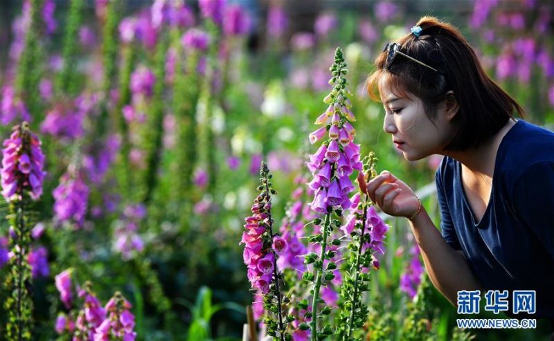 游客在陕西太白县咀头镇七里川村的鲁冰花产业园内观光游览（7月4日摄）。 近日，陕西省宝鸡市太白县咀头镇七里川村鲁冰花产业园内的鲁冰花、金鸡菊、蓝香芥等花卉竞相绽放，吸引大批游客前来参观。 新华社记者 刘潇 摄3