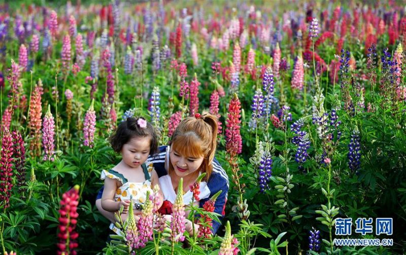 游客在陕西太白县咀头镇七里川村的鲁冰花产业园内观光游览（7月4日摄）。 近日，陕西省宝鸡市太白县咀头镇七里川村鲁冰花产业园内的鲁冰花、金鸡菊、蓝香芥等花卉竞相绽放，吸引大批游客前来参观。 新华社记者 刘潇 摄2