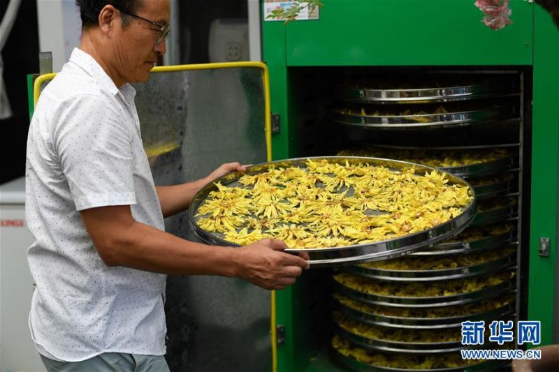 8月4日，艺溯家生态农场工作人员准备烘干香水莲花。 近年来，位于浙江湖州吴兴区八里店镇移沿山村的艺溯家生态农场，在约45亩的传统水产养殖池塘上规模化种植香水莲花，既净化水质，又提高了经济效益。农场还设计出种植、采摘和加工香水莲花的工艺流程，以面向更多农户推广。 新华社记者 黄宗治 摄