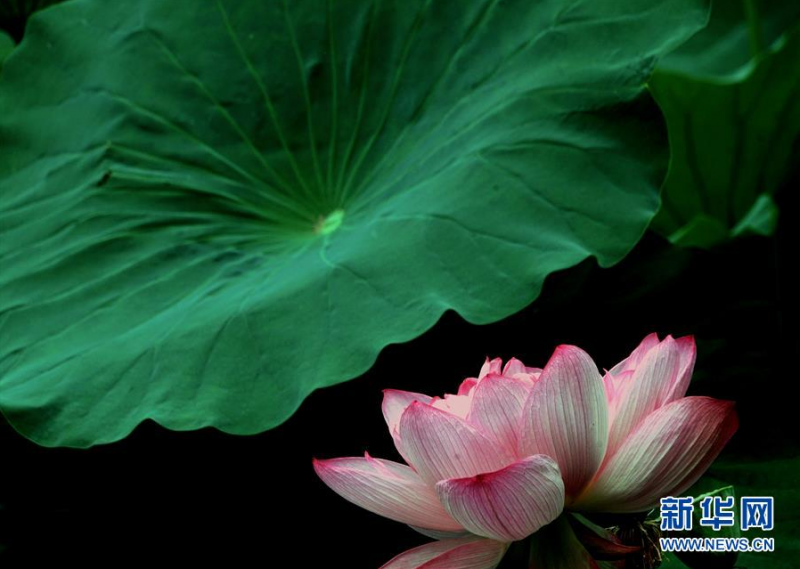 河南郑州紫荆山公园内盛开的荷花（6月30日摄）。新华社记者 李安 摄