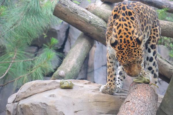 躺着吃、坐着吃、爬屋顶吃，动物园里的“吃货”们吃得根本停不下来。