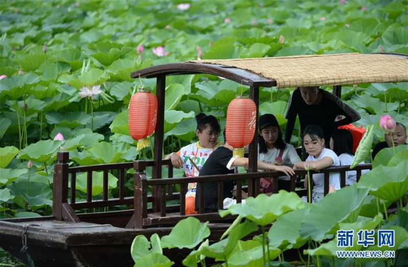 7月13日，游客乘船在莲花湖湿地公园内观赏荷花。 近日，辽宁省铁岭市莲花湖湿地公园内成片的荷花竞相开放，游客乘船行进其中，美不胜收。 新华社记者 杨青 摄