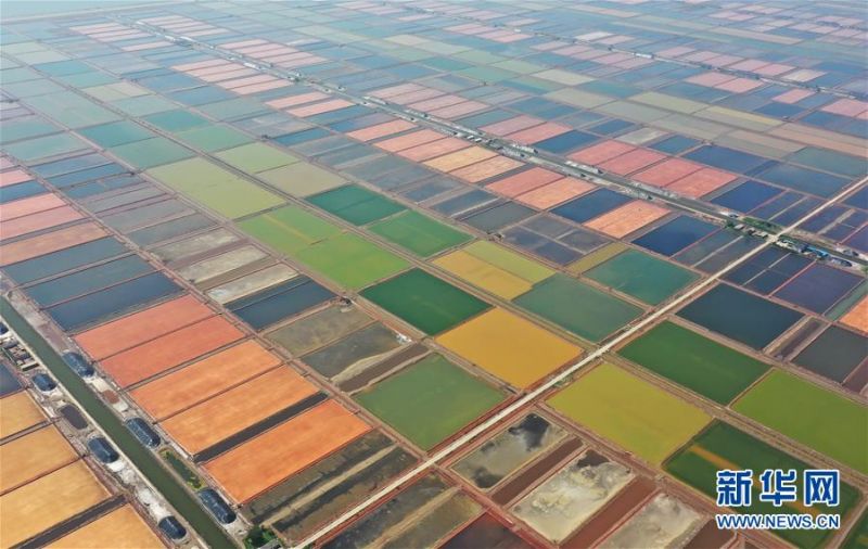 　　7月9日拍摄的唐山市曹妃甸区南堡盐场盐田（无人机照片）。 在我国长芦盐区海盐生产基地之一的河北省唐山市曹妃甸区南堡盐场，一年一度的春盐收获工作即将结束，今年南堡盐场的春盐产量预计可达72万吨。 新华社记者 杨世尧 摄