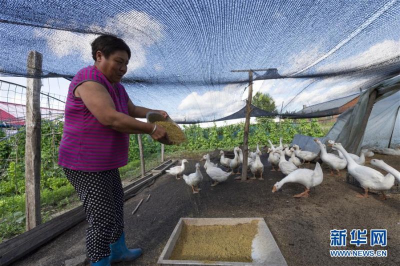 7月10日，在黑龙江省抚远市浓桥镇东方红村的自家庭院里，康艳丽在喂鸭喂鹅。