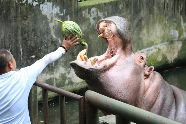 半个南瓜，把瓤掏空，填上苹果、胡萝卜等蔬果，再用大片的荷叶包裹起来，是属于大象和河马的粽子。