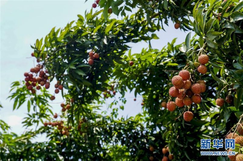睦和村的荔枝树上挂满了成熟的荔枝（7月14日摄）。 新华社记者 刘潺 摄