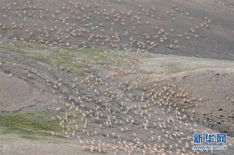 7月17日，藏羚羊群在西藏尼玛县荣玛乡附近悠闲吃草。 2000年，西藏羌塘自然保护区晋升为国家级自然保护区。20年来，经过西藏各级各部门的不懈努力，羌塘国家级自然保护区内的重点保护野生动物种群数量明显增加，其中，藏羚羊种群数量由原来的5至7万只，恢复到目前的15万只以上。羌塘国家级自然保护区核心地带的西藏尼玛县荣玛乡附近，目前就有近6万只藏羚羊。 新华社记者 觉果 摄