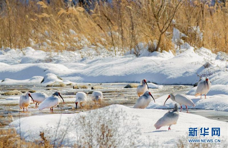 　在陕西省铜川市耀州区沮河拍摄的朱鹮（2018年1月8日摄）。 记者22日从陕西省林业局了解到，据不完全统计，曾几近灭绝的朱鹮，其全球种群数量已超过5000只，其中中国境内4400只，栖息地呈现出以秦岭为中心向东亚历史分布地扩展的趋势。 新华社发（石铜钢 摄）