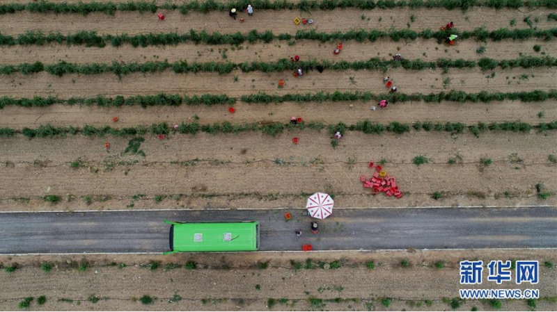 采摘工在宁夏中宁县玺赞生态枸杞庄园采摘枸杞（无人机照片，6月30日摄）。新华社记者 杨植森 摄
