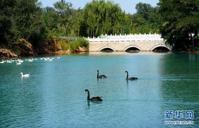 这是7月26日在栾卸村湖区拍摄到的天鹅。 盛夏，位于太行山区的河北省沙河市栾卸村满目葱茏，山水、田园、民居构成一幅美丽乡村图景。 新华社记者 牟宇 摄