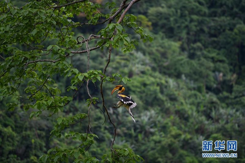 一只双角犀鸟在飞行中（7月4日摄）。新华社发（朱边勇 摄）