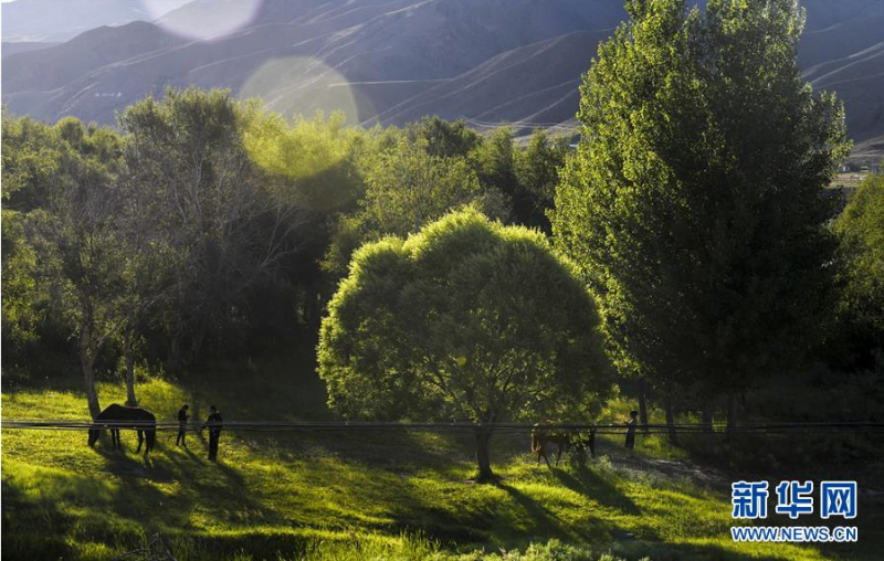 这是6月29日拍摄的位于新疆特克斯县境内的喀拉托海湖沿岸风光。 时值夏日，位于天山脚下的新疆特克斯县境内的喀拉托海湖风光宜人，景色优美。 新华社记者 王菲 摄