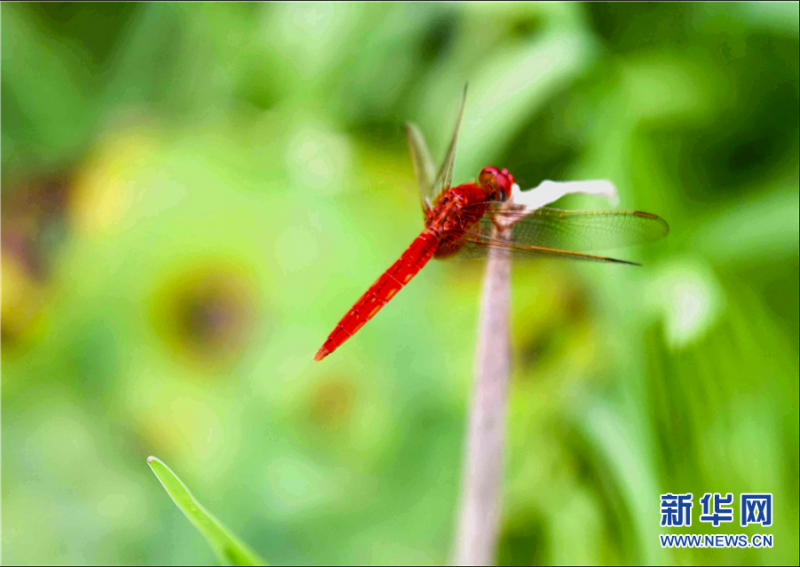  7月2日，一只蜻蜓伫立在荷杆上。