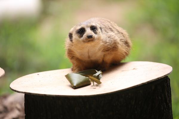 细尾獴爱吃肉，为它们准备的粽子是精瘦猪肉馅的迷你小肉粽。