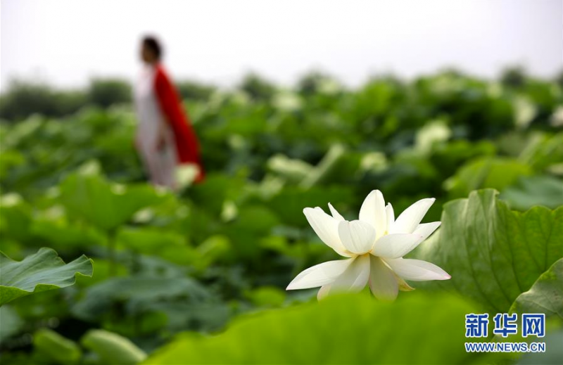 7月3日，游客在曲周县胜丰莲藕种植专业合作社荷塘景区游览。 时值夏日，河北省曲周县胜丰莲藕种植专业合作社荷塘景区的荷花竞相绽放，吸引众多游人前来观光游览。 新华社记者 王晓 摄