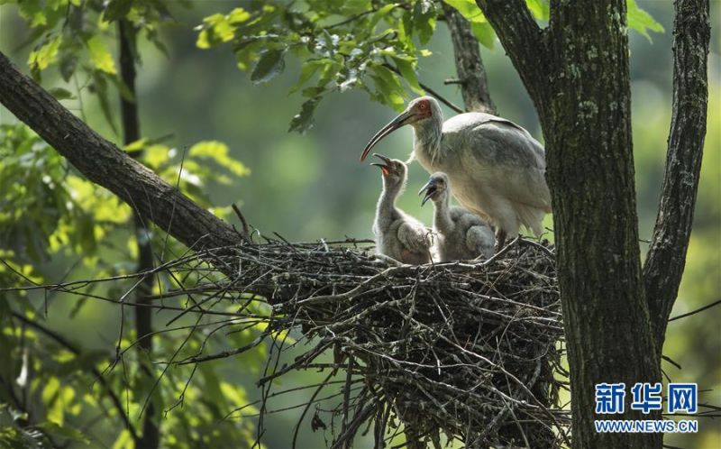 　在陕西省汉中市洋县四郎镇田岭村的一片密林里，朱鹮在巢里照看幼鸟（2018年6月2日摄）。 记者22日从陕西省林业局了解到，据不完全统计，曾几近灭绝的朱鹮，其全球种群数量已超过5000只，其中中国境内4400只，栖息地呈现出以秦岭为中心向东亚历史分布地扩展的趋势。 新华社记者 陶明 摄