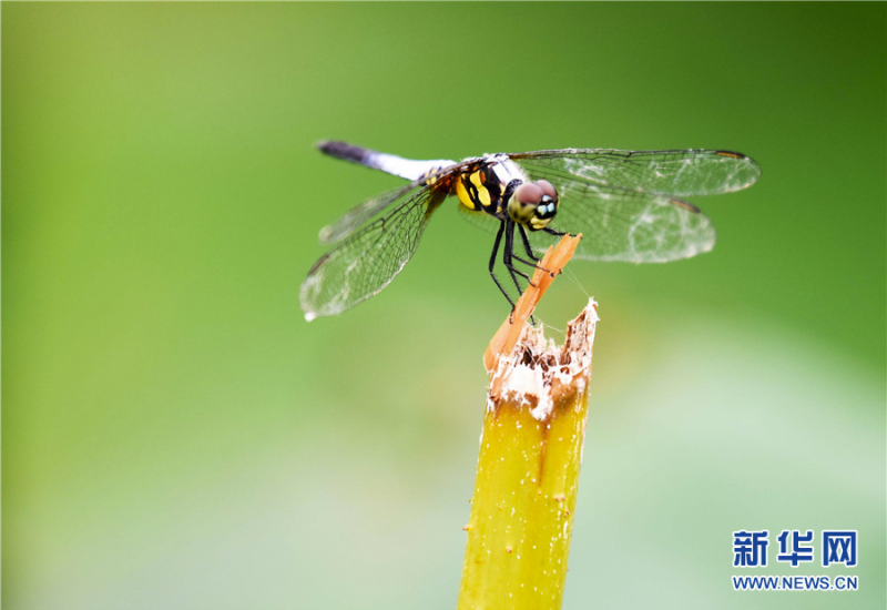  7月2日，一只蜻蜓伫立在荷杆上。