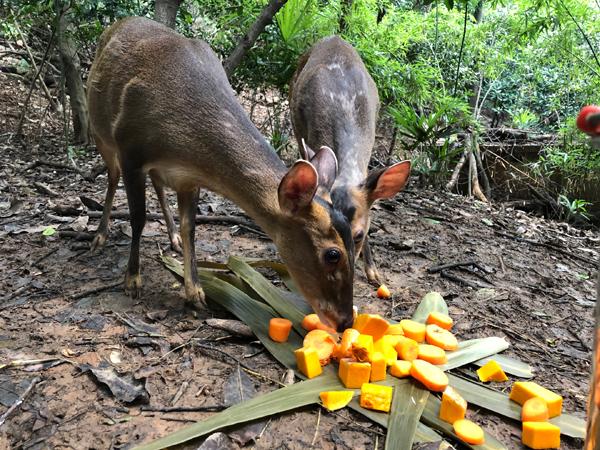 看到小动物们吃得这么香，打算去动物园游玩的你是不是也想带上粽子和它们分享呢？ （江天潇／文 红山动物园／图）