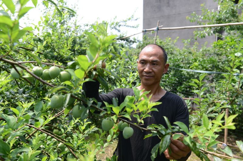 徐倫海查看李子樹長勢（攝影：王鋒）