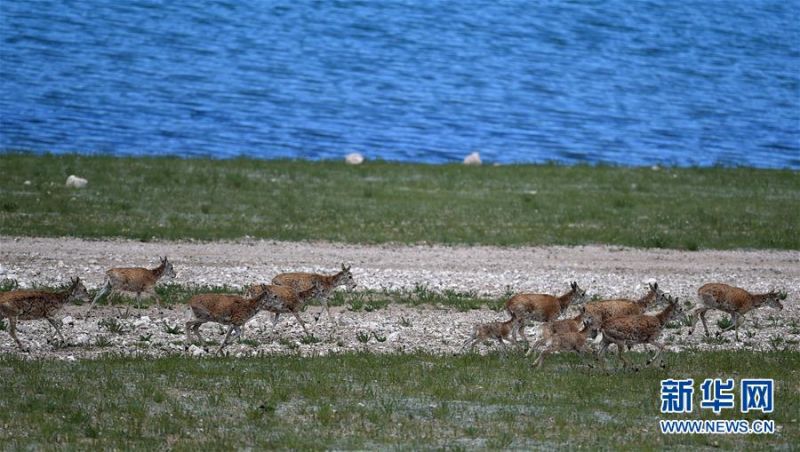 7月19日，藏羚羊群在错鄂湖旁行进。 2000年，西藏羌塘自然保护区晋升为国家级自然保护区。20年来，经过西藏各级各部门的不懈努力，羌塘国家级自然保护区内的重点保护野生动物种群数量明显增加，其中，藏羚羊种群数量由原来的5至7万只，恢复到目前的15万只以上。羌塘国家级自然保护区核心地带的西藏尼玛县荣玛乡附近，目前就有近6万只藏羚羊。 新华社记者 觉果 摄