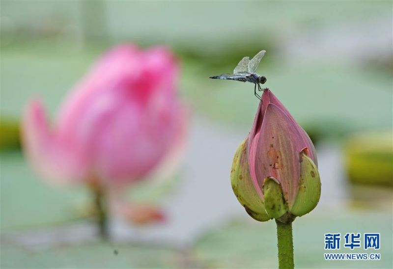 在莲花湖湿地公园，一只蜻蜓停在荷花上（7月13日摄）。 近日，辽宁省铁岭市莲花湖湿地公园内成片的荷花竞相开放，游客乘船行进其中，美不胜收。 新华社记者 杨青 摄