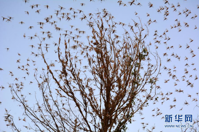 7月1日，成群的蝗虫在巴基斯坦南部城市苏库尔的郊外聚集。 目前，从东非到南亚的多个国家正在遭受二十多年来最严重的蝗灾。 新华社发