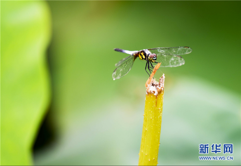 7月2日，一只蜻蜓伫立在荷杆上。