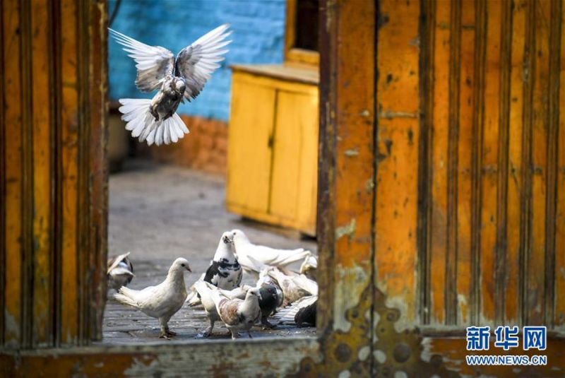 这是7月5日在六星街拍摄的一家民居内的鸽子。 新华社记者 王菲 摄